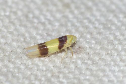 Réf. 222 352 : Zonocyba bifasciata
